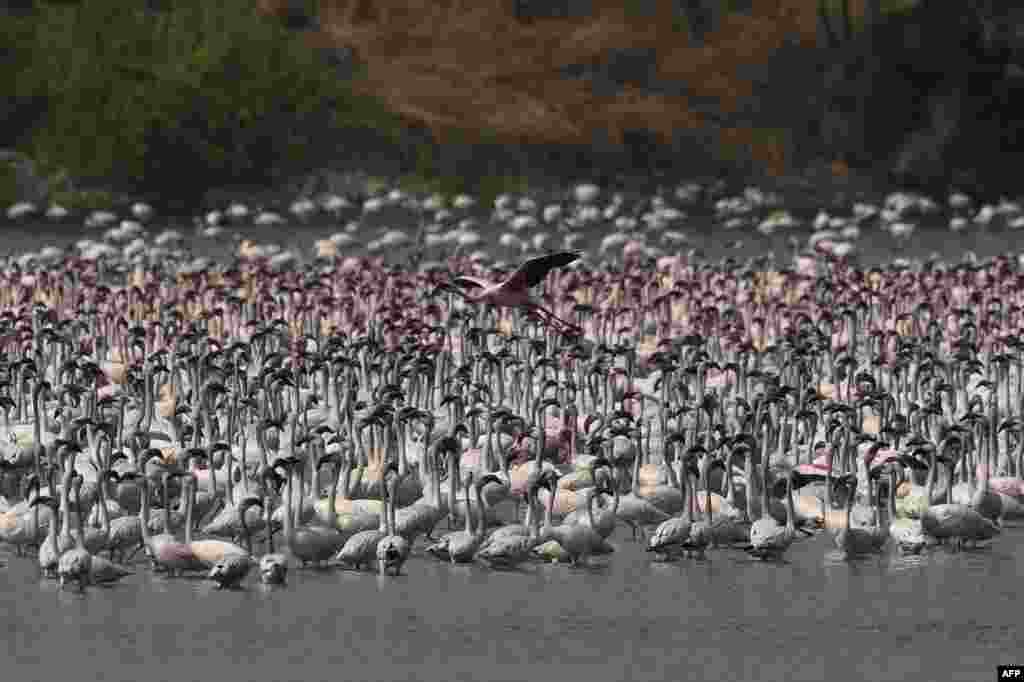 Flocks of flamingos are pictured in a pond in Navi Mumbai, India.