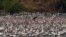 Flocks of flamingos are pictured in a pond in Navi Mumbai on March 29, 2021.