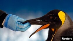 FILE - A keeper feeds herring to a king penguin in its new enclosure at the Melbourne Aquarium, Australia.