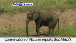 VOA60 Africa - Africa's elephant population fell around 20 percent between 2006 and 2015