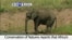 VOA60 Africa - Africa's elephant population fell around 20 percent between 2006 and 2015