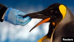 Seorang penjaga memberi ikan herring pada seekor penguin raja di kandang yang baru di Akuarium Melbourne, Australia, 3 Desember 2008.