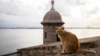 Agency Aims to Remove Stray Cats from Puerto Rico’s Historic Fortress