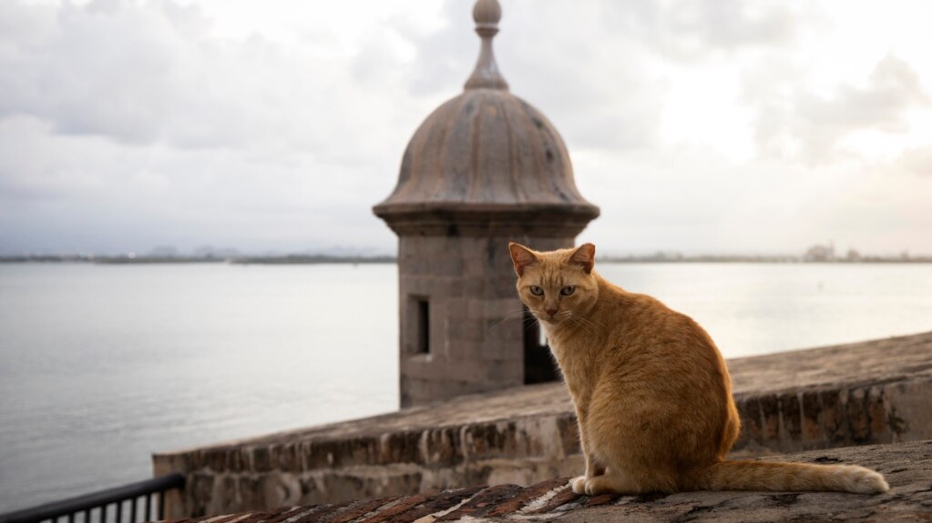 Agency Aims to Remove Stray Cats from Puerto Rico’s Historic Fortress