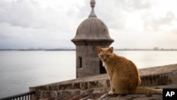 FILE - A stray cat sits on a wall in Old San Juan, Puerto Rico, Wednesday, Nov. 2, 2022. The U.S. National Park Service has announced a plan to remove them. (AP Photo/Alejandro Granadillo, File)