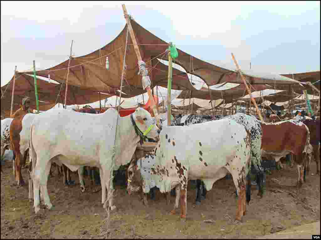منڈی میں موجود جانور ملک کے دیگر شہروں سے کراچی لائے گئے ہیں۔ 