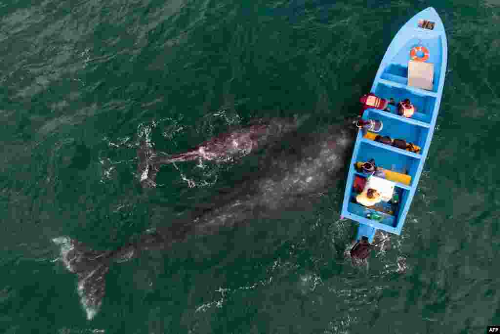 An aerial view of gray whales swimming near a watching boat at Ojo de Liebre Lagoon in Guerrero Negro, Baja California Sur state, Mexico.