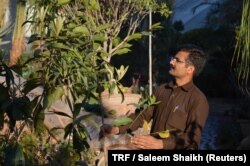 School teacher Nawaz Qureshi looks at an evergreen tree at a nursery in Islamabad, Pakistan, March 7, 2018.