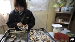 Niiwa Anzai, 30, packs shiitake mushrooms at the Anzai family farm near Fukushima, northern Japan, April 6, 2011