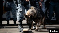 La policía de Brasil entrena a un grupo de perros para que puedan identificar sustancias explosivas, entre otras tareas relacionadas con la seguridad del próximo Mundial de Fútbol.