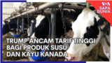 Trump Ancam Tarif Tinggi bagi Produk Susu dan Kayu Kanada 