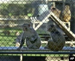 Healthy monkeys at the California National Primate Research Center in Davis, California. A new drug combination helped stave off a monkey version of HIV for nearly two years after stopping all treatments, raising hopes for a functional cure for HIV, U.S.