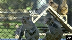 Healthy monkeys at the California National Primate Research Center in Davis, California. A new drug combination helped stave off a monkey version of HIV for nearly two years after stopping all treatments, raising hopes for a functional cure for HIV, U.S. researchers said on Thursday.