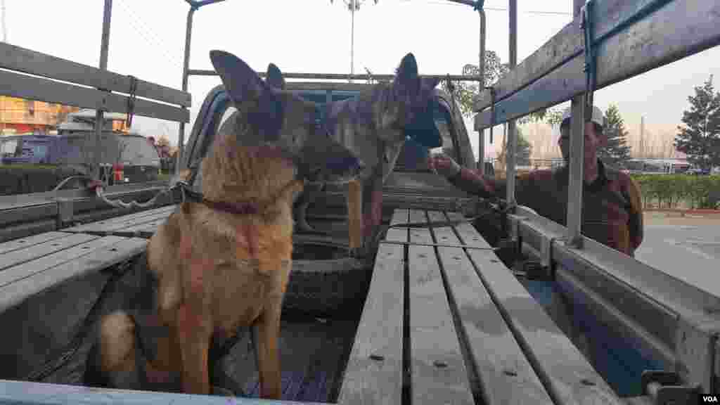 Explosive sniffing dogs were on hand to help the security forces Wednesday as they searched through the premises of Bacha Khan University in Charsadda, Pakistan. (A. Tanzeem/VOA) 