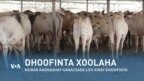 Qubanaha VOA