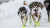 Alaska's Iditarod Sled-Dog Race Starts with Ceremonial Jaunt