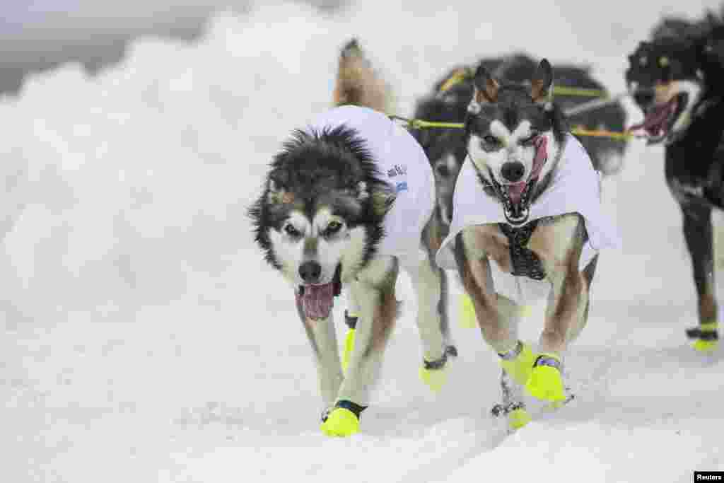 The lead dogs of musher Brent Sass race down 4th Avenue at the ceremonial start to the Iditarod dog sled race in downtown Anchorage, Alaska, March 2, 2013.