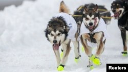 The lead dogs of musher Brent Sass race down 4th Avenue at the ceremonial start to the Iditarod dog sled race in downtown Anchorage, Alaska, Mar. 2, 2013.
