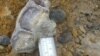قطعه ای از فسیل کشف شده در بیله سوار مغان