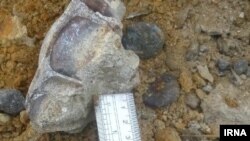 قطعه ای از فسیل کشف شده در بیله سوار مغان