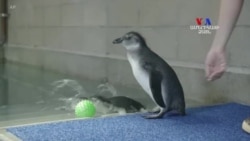 Սան Դիեգոյի կենդանաբանական այգում երեք ամսական պինգվինները սկսում են լողի դասերը