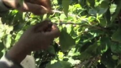 California: la nueva tierra del café