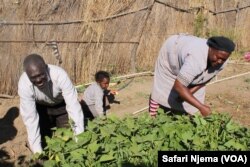 Sandiforo Banda and his wife attending to a bean crop.