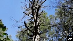 FILE - A dead hemlock tree is seen at Harvard University's research forest in Petersham, Massachusetts, Oct. 5, 2016.