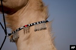 The decorations of a camel shine during a pageant at the Qatar camel Mzayen Club, in Ash- Shahaniyah, Qatar, Friday, Dec. 2, 2022. (AP Photo/Natacha Pisarenko)