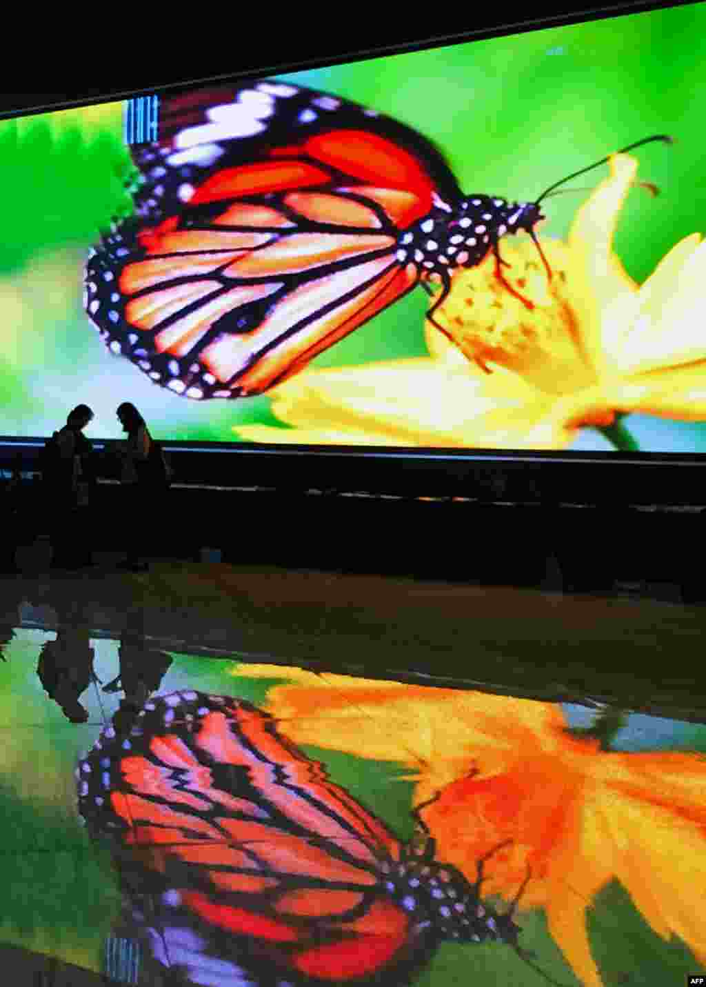 Attendees walk in front of a huge screen showing an image of a monarch butterfly image during the COP13 to the Convention on Biological Diversity in Cancun, Mexico. COP13, which runs until Dec. 17 in the seaside resort of Cancun, is expected to focus on the combat against the illegal trafficking of species.&nbsp;