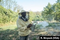 Abdul Adan works with bees in Alessandria, Italy, Aug. 23, 2017. Adan, of Senegal, arrived in Italy in 2015, and started training at Bee My Job, a project to help migrants and refugees in Italy, in late 2016.