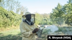 Abdul Adan works with bees in Alessandria, Italy, Aug. 23, 2017. Adan, of Senegal, arrived in Italy in 2015, and started training at Bee My Job, a project to help migrants and refugees in Italy, in late 2016.