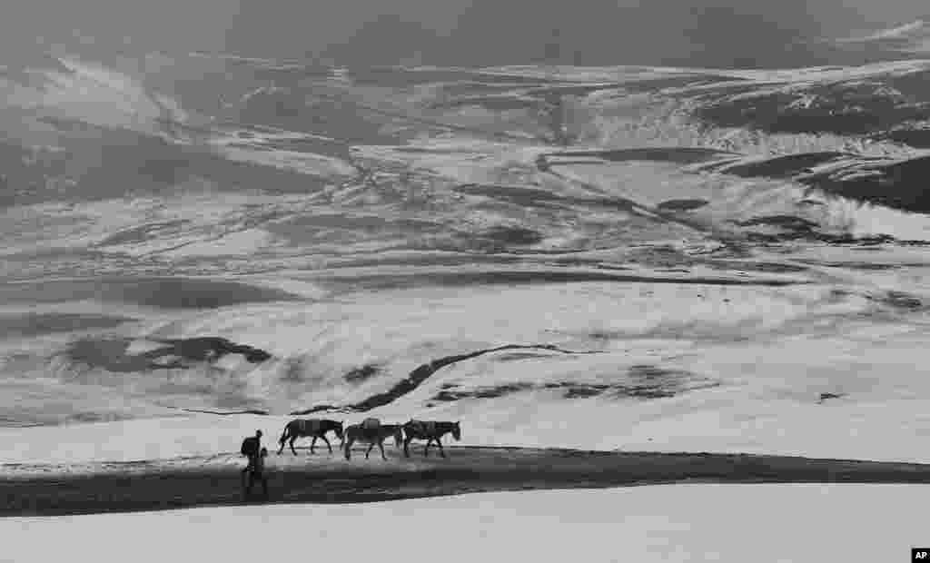 Para petani berjalan bersama keledai mereka di jalanan yang tertutup salju di pegunungan La Cumbre di pinggiran La Paz, Bolivia, 14 Maret 2015.