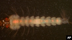 Under UV light, this mosquito larva reveals a red fluorescent marker in its nervous system, causing eyes and nerves to glow. The marker's presence tells the researchers in Riehle's team that this individual carries the genetic construct rendering it immun