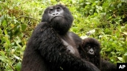 In this photo taken on Thursday, June 23, 2005, Kampanga, a female adult mountain gorilla, with her baby, in the Volcanoes National Park in Rwanda. (AP Photo/Riccardo Gangale)