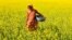 A woman walks through a mustard field in Murkata village in Morigaon district, some 45km from Guwahati, the capital city of India's northeastern state of Assam, on December 23, 2020. 