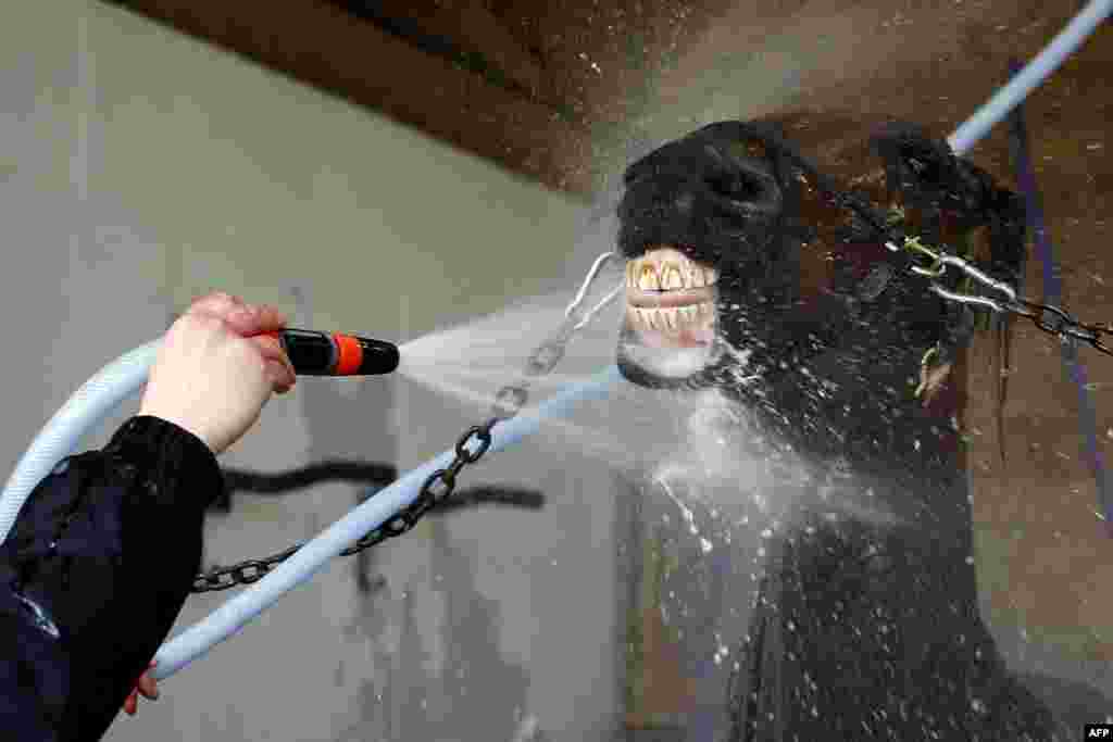 The racehorse Readly Express is washed before a training session with his trainer Timo Nurmos, one week before the Prix d&#39;Amerique, in Mortrée, northwestern France.