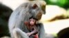 Monyet ekor panjang Bali, Macaca fascicularis, di Hutan Monyet Ubud yang keramat di Bali, pada 16 November 2018. (Foto: AFP/Gabriele Bouys)