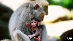 Monyet ekor panjang Bali, Macaca fascicularis, di Hutan Monyet Ubud yang keramat di Bali, pada 16 November 2018. (Foto: AFP/Gabriele Bouys)