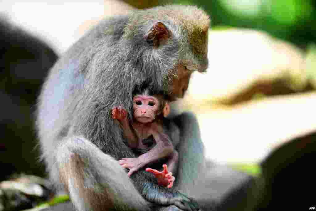 Balinese long-tailed monkeys, Macaca fascicularis, are pictured at the Sacred Monkey Forest in Ubud, Bali, Indonesia.