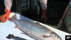 Normal salmon (below), compared to a genetically-modified variety