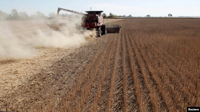 收割机在阿根廷查卡布科市的田间收获大豆（2013年4月24日）。