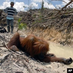 A member of a rescue team walks towards an unconscious orangutan after it received an anesthetic shot at the Damage rainforest in central Kalimanatan province (File)