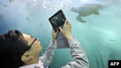 A visitor takes picture a turtle at an aquarium of the Expo 2012 in Yeosu, a small city on South Korea's south coast, May 11, 2012.