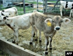 牧民把牛送去拍卖