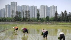 Nông dân Trung Quốc cấy lúa ở tỉnh Quảng Đông.