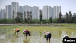 Nông dân Trung Quốc cấy lúa ở tỉnh Quảng Đông.