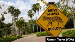 At the University of Texas Rio Grande Valley, in Brownsville, Texas, a crossing sign featuring the ocelot — a former school mascot — remains on campus. However, you are unlikely to spot one anywhere in the country. Biologists have estimated there are fewer than 50 in the U.S.