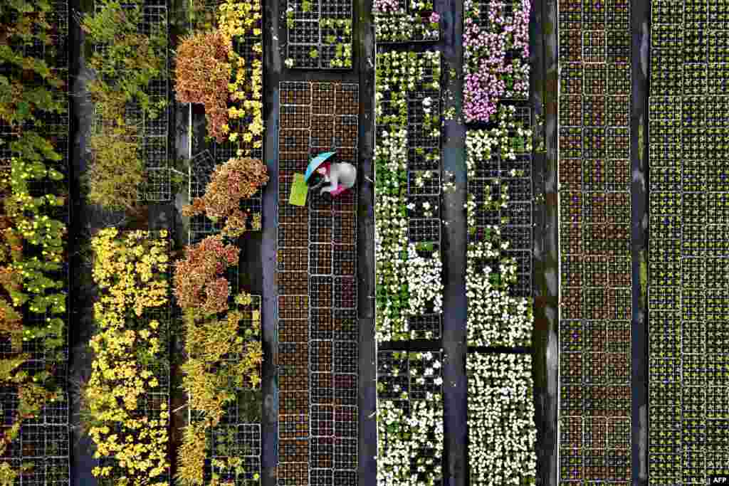 This image from above shows a farmer going through container plants in the Daxi district of the northern city of Taoyuan, Taiwan.