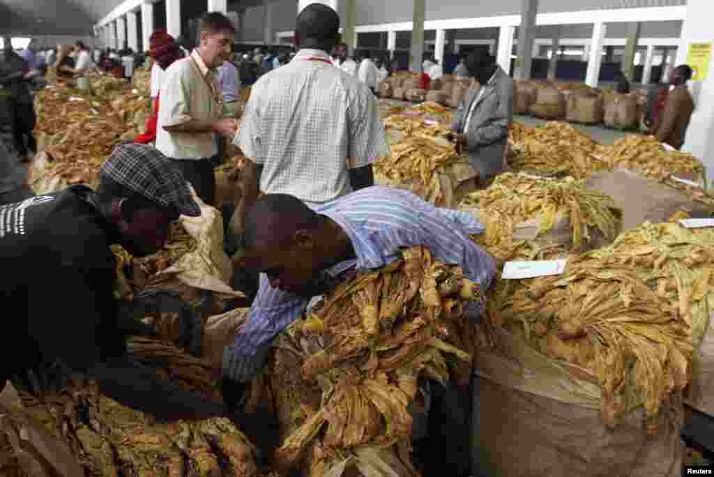 Small-scale tobacco farmers arrange bales at the start of Zimbabwe&#39;s selling season at Boka Auction Floors in Harare. 